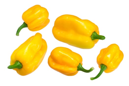 Mako Akokosrade peppers (Capsicum chinense)