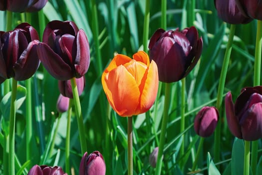 Single Red Tulip Flower among Black Tulips