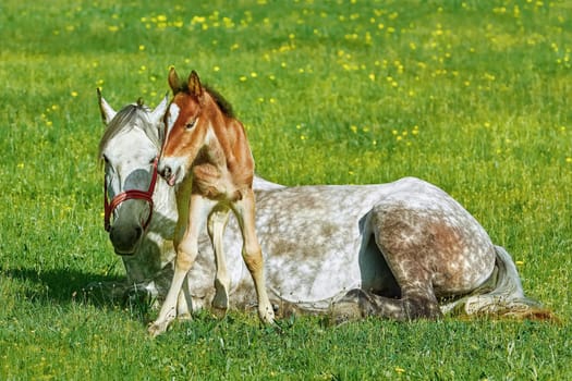 Horse with a Foal on the Green Lawn