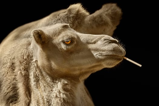 Portrait of Camel with Cigarette against Black Background