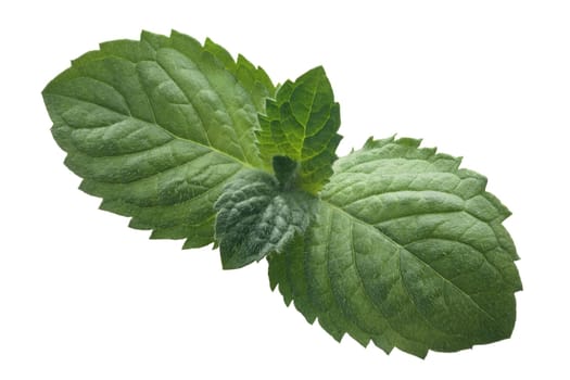Peppermint or mint leaves (Mentha piperita), top view