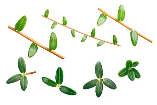 American cranberry (Vaccinium macrocarpon) leaves