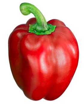 Yolo Wonder sweet bell pepper (Capsicum annuum), an improved version of California Wonder