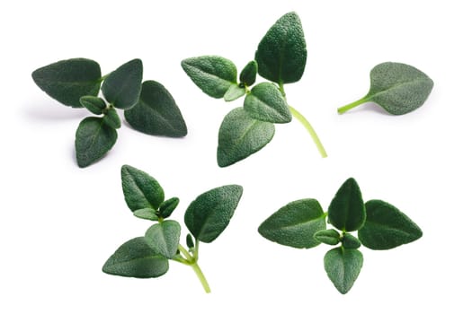 Breckland thyme (Thymus serpyllum) leaves, fresh. Clipping paths, shadows separated