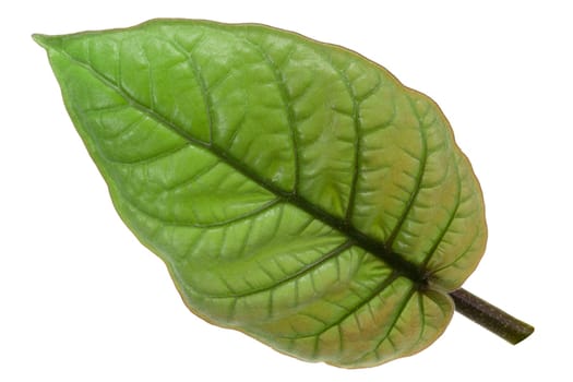 Tamarillo young leaf (Solanum betaceum)