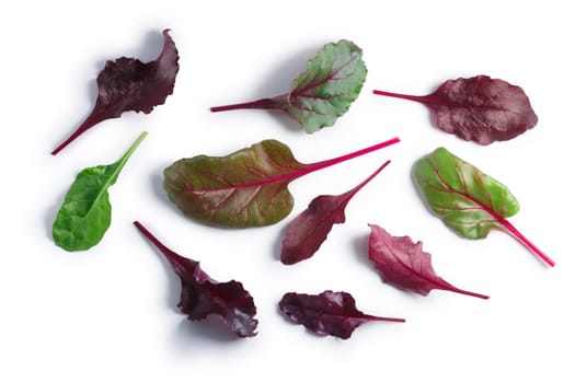 Leaves of baby Swiss chard or Mangold (Beta vulgaris subsp. Cicla-Group). Clipping paths, shadows separated, top view