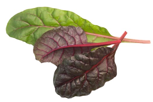 Swiss chard, silverbeet or mangold leaves (Beta vulgaris subsp. Cicla-group), top view