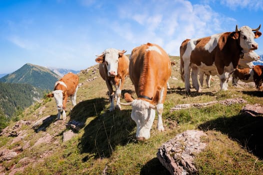Cows in Seiser Alm, the largest high altitude Alpine meadow in Europe, stunning rocky mountains on the background.