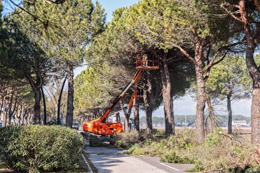 Bibione,Italy - March 08 2018 : Workers and machinery at tree pruning before the start of the tourist season.