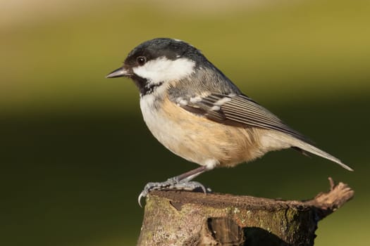 Little coal tit wildbird perched on a wooden stump. Beautifully detailed close up against a green background in Norfolk UK