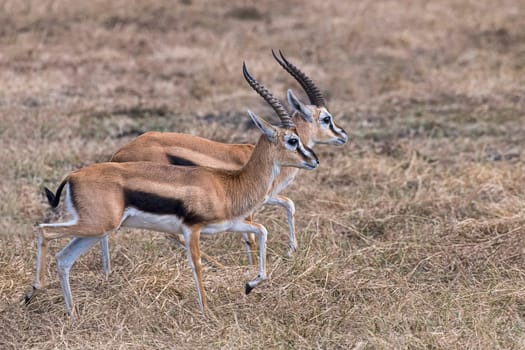 Two Western Thomson's Gazelles (Eudorcas nasalis) in lockstep,Masai Mara,Narok County,Kenya  Improved version