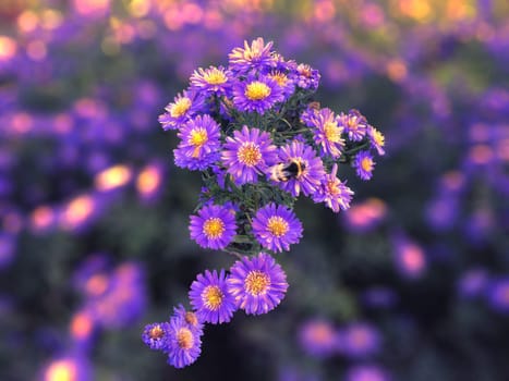 One last visit to the asters