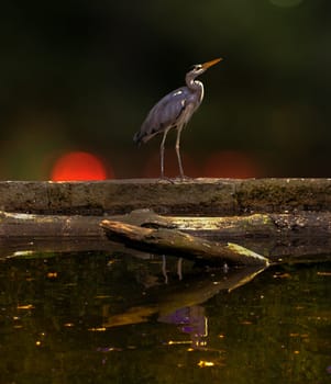 Proud egret