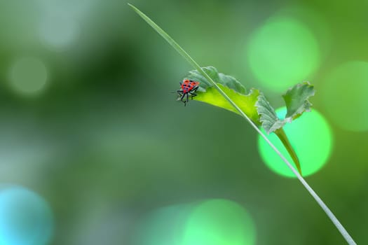 Black red bug