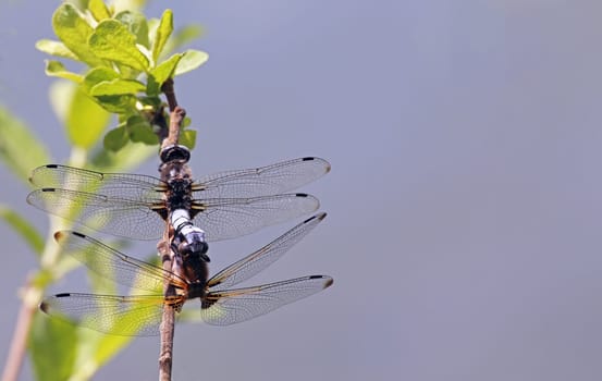 Eight wings - mating at the tip spot Libellula fulva