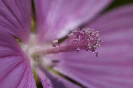 Mallow - Stamen column with dust bag in a macro shot