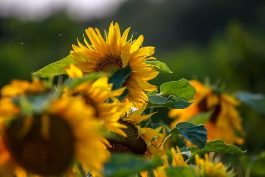 Blooming flowers. Sunflowers on a green grass.  Meadow with sunflowers. Wild flowers. Nature flower. Sunflowers on field. Sunflower is tall plant of the daisy family, with very large golden-rayed flowers.