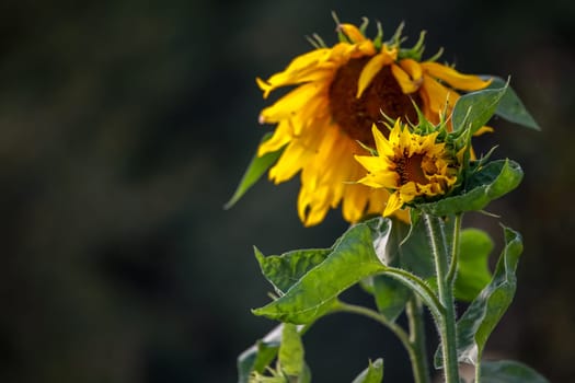 Blooming flowers. Sunflowers on a green grass.  Meadow with sunflowers. Wild flowers. Nature flower. Sunflowers on field. Sunflower is tall plant of the daisy family, with very large golden-rayed flowers.