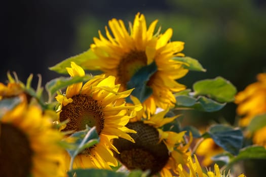 Blooming flowers. Sunflowers on a green grass.  Meadow with sunflowers. Wild flowers. Nature flower. Sunflowers on field. Sunflower is tall plant of the daisy family, with very large golden-rayed flowers.