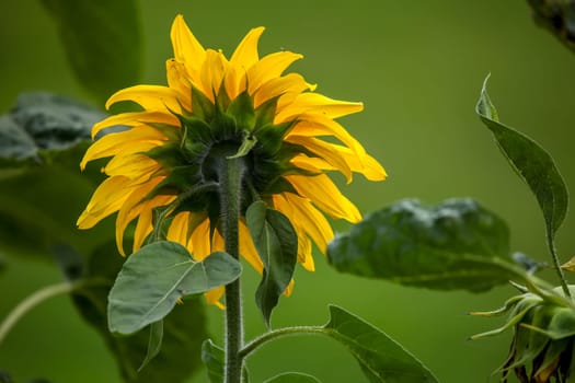 Blooming flowers. Sunflowers on a green grass.  Meadow with sunflowers. Wild flowers. Nature flower. Sunflowers on field. Sunflower is tall plant of the daisy family, with very large golden-rayed flowers.