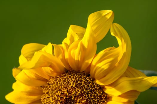 Blooming flowers. Sunflowers on a green grass.  Fragment of sunflower on green background. Wild flowers. Nature flower. Sunflowers on field. Sunflower is tall plant of the daisy family, with very large golden-rayed flowers.