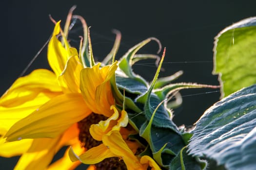 Color flowers. Blooming flowers. Flowers on a green grass.  Meadow with flowers. Wild flowers. Nature flower. Flowers on field. Blooming flowers. Sunflower is tall plant of the daisy family, with very large golden-rayed flowers.