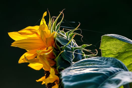 Blooming flowers. Sunflowers on a green grass.  Sunflower with spider web. Wild flowers. Nature flower. Sunflowers on field. Sunflower is tall plant of the daisy family, with very large golden-rayed flowers.