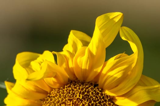 Blooming flowers. Sunflowers on a green grass.  Fragment of sunflower on green background. Wild flowers. Nature flower. Sunflowers on field. Sunflower is tall plant of the daisy family, with very large golden-rayed flowers.