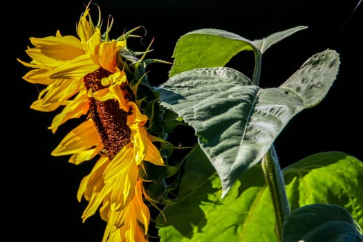 Closeup of sunflower. Sunflower in summer day.  Blooming sunflower. Sunflower on black background. Sunflower is tall plant of the daisy family, with very large golden-rayed flowers...