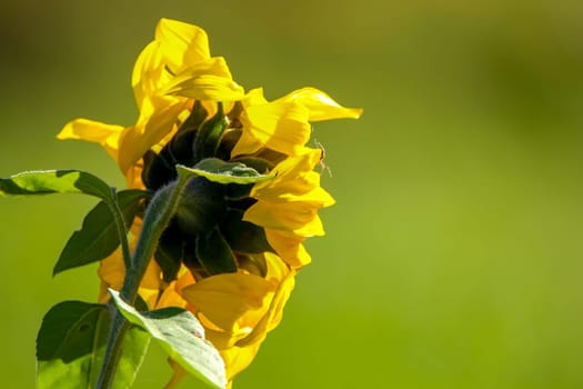 Blooming flowers. Sunflowers on a green grass.  Meadow with sunflowers. Wild flowers. Nature flower. Sunflowers on field. Sunflower is tall plant of the daisy family, with very large golden-rayed flowers.