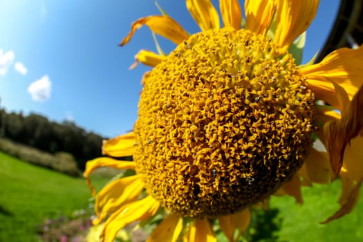Blooming flowers. Sunflowers on a green grass.  Meadow with sunflowers. Wild flowers. Closeup on sunflower. Sunflower on field. Sunflower is tall plant of the daisy family, with very large golden-rayed flowers.