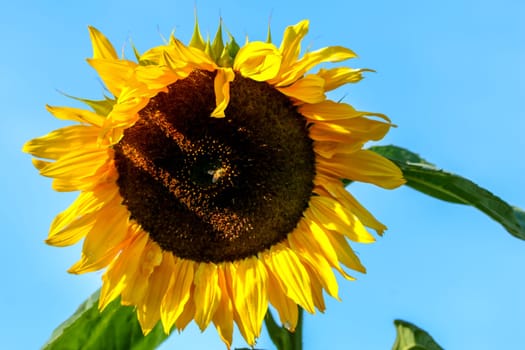 Closeup of sunflower. One bee on sunflower. Sunflower in summer day. Yellow sunflower on background of blue sky. Blooming sunflower. Sunflower is tall plant of the daisy family, with very large golden-rayed flowers...