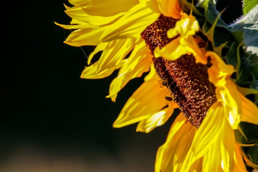 Closeup of sunflower. Twoo bees on sunflower. Sunflower in summer day. Blooming sunflower. Sunflower is tall plant of the daisy family, with very large golden-rayed flowers...