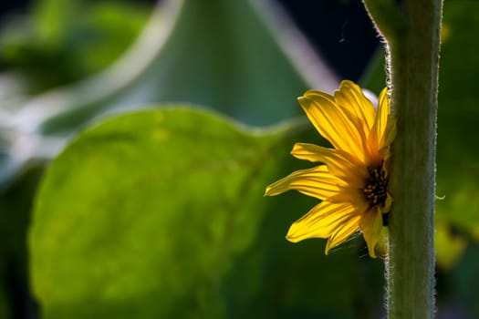 Blooming flowers. Sunflowers on a green grass.  Meadow with sunflowers. Wild flowers. Nature flower. Sunflowers on field. Sunflower is tall plant of the daisy family, with very large golden-rayed flowers.