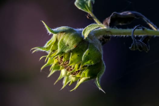 Background with one sunflower. Sunflower in summer day. Sunflower with spider web. Sunflower on dark background.