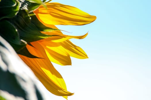 Closeup of sunflower. Sunflower in summer day. Fragment of blooming sunflower. Sunflower on background of blue sky.