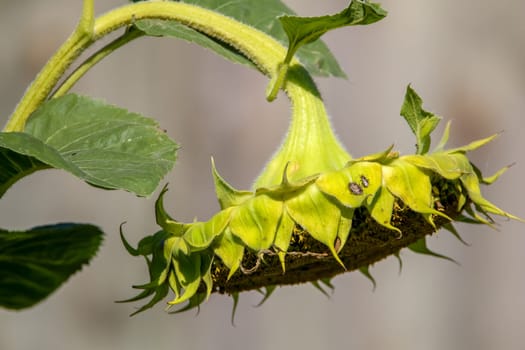 Two insects on sunflower. Background with one sunflower. Sunflower in summer day. Blooming sunflower. Sunflower on gray background.