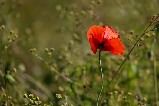 Top view of one red poppy flower on background of green meadow.