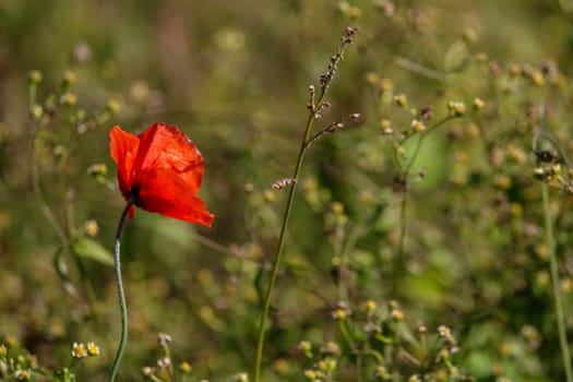 Top view of one red poppy flower on background of green meadow.