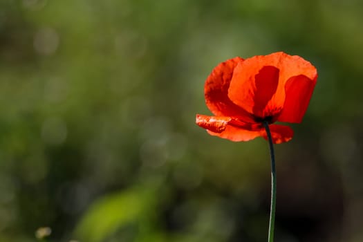 Top view of one red poppy flower on background of green meadow.