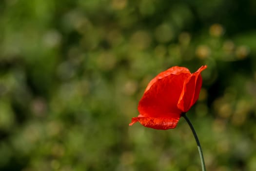 Top view of one red poppy flower on background of green meadow.