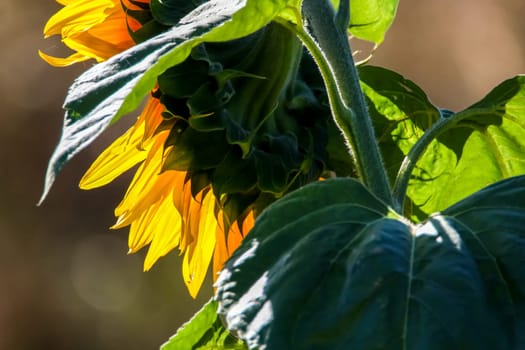 Blooming flowers. Sunflowers on a green grass.  Meadow with sunflowers. Wild flowers. Nature flower. Sunflowers on field. Sunflower is tall plant of the daisy family, with very large golden-rayed flowers.