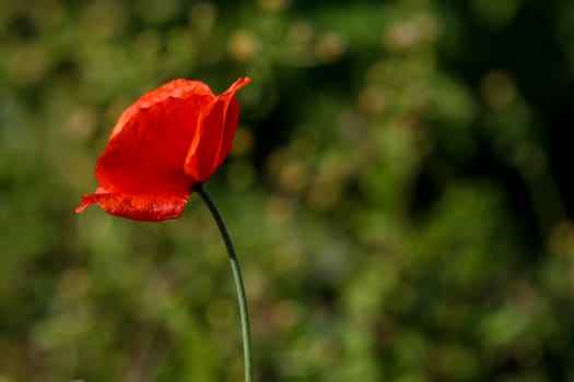 Top view of one red poppy flower on background of green meadow.