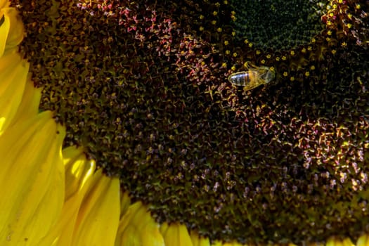 Closeup of sunflower. One bee on sunflower. Sunflower in summer day. Macro. Blooming sunflower. Sunflower is tall plant of the daisy family, with very large golden-rayed flowers...