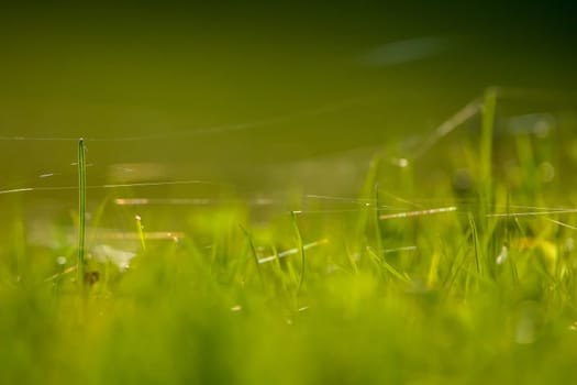 Closeup of green field. Spider web on a green grass.  Meadow with spider web. Wild grass. Nature meadow in Latvia. Abstrat background of green field.