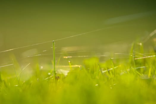 Closeup of green field. Spider web on a green grass.  Meadow with spider web. Wild grass. Nature meadow in Latvia. Abstrat background of green field.