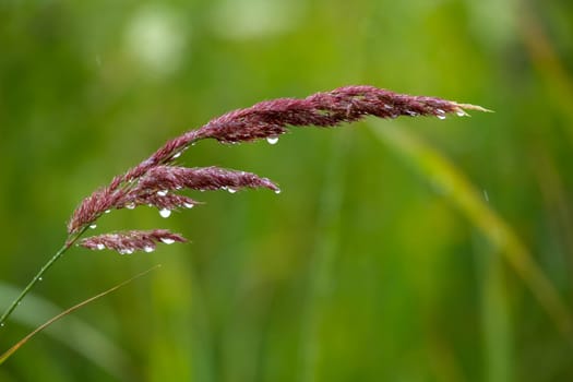 Close up of fresh thick grass with water drops after the rain. Dew drops on green grass in Latvia. Rain drops on bent. Background of wet grass.