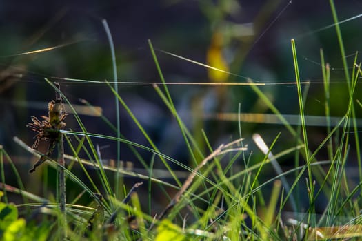 Grass with spider web. Grass on the background of river. Closeup of green grass. Spider web on a green grass. Meadow with spider web. Nature grass near the river in Latvia. Abstract background of green grass and river.