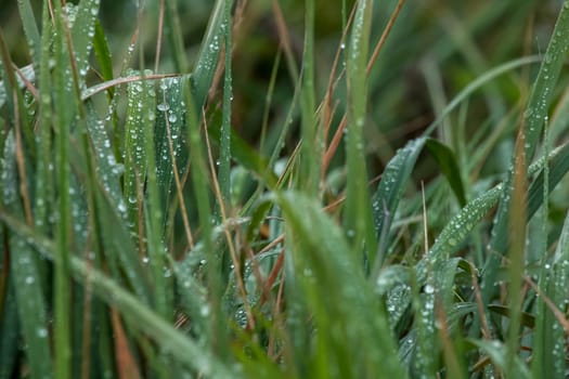 Close up of fresh thick grass with water drops after the rain. Dew drops on green grass in Latvia. Background of wet grass.