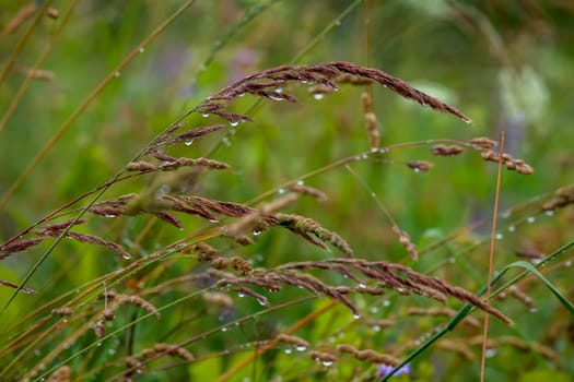 Close up of fresh thick grass with water drops after the rain. Dew drops on green grass in Latvia. Bent after the rain. Background of wet grass.